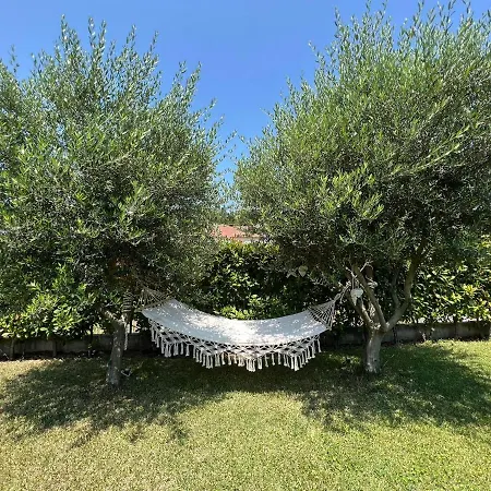 Olive Summer Vromerí
